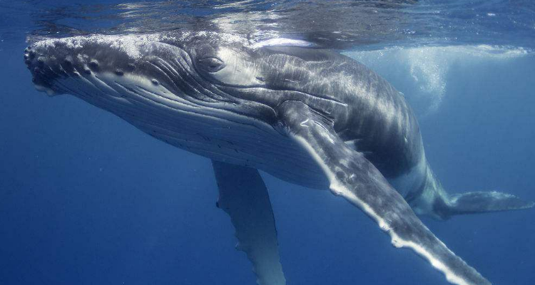 大象和鲸鱼哪个重