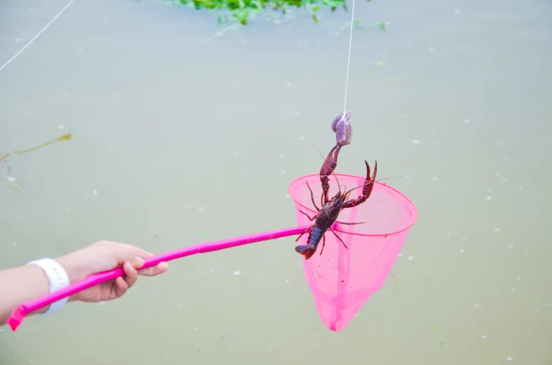周末可以去这钓虾,攻略速速收藏!
