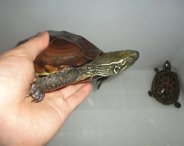 草龟换壳是什么样子啊?