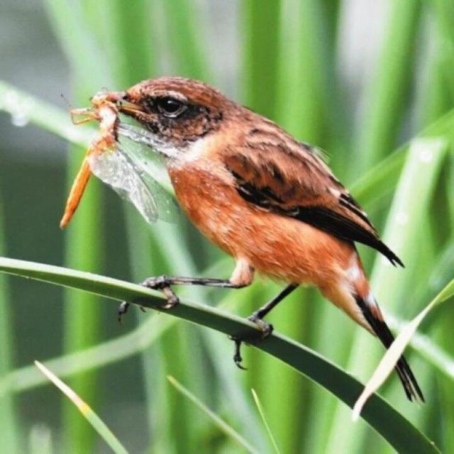 云南鸟类物种数超过1000种 占全国的2/3以上