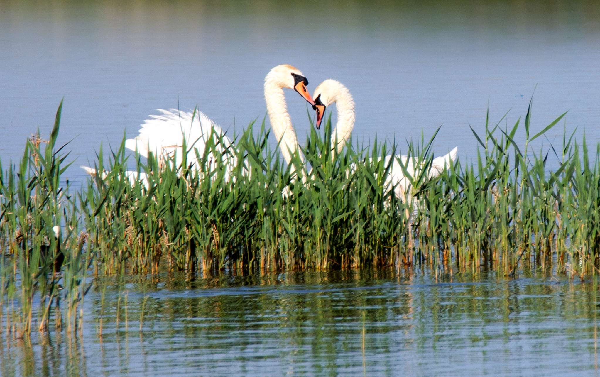 原野影像:塞上绿都,人间胜境;美丽朔州,百鸟朝凤!