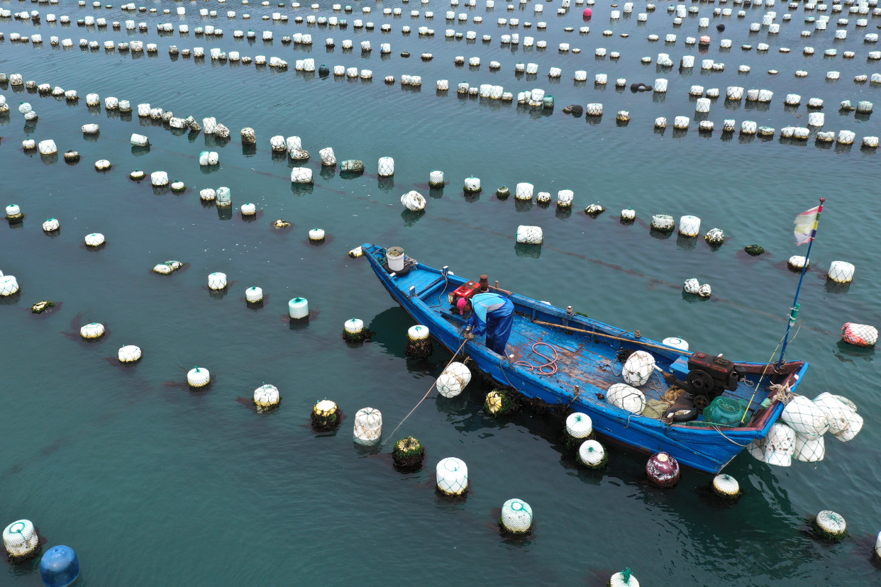 浙江舟山:"贻贝之乡"耕海忙
