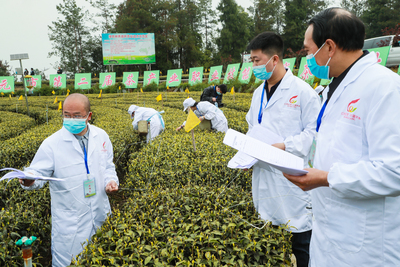 广元黄茶拍卖成交价高过黄金!旺苍举行新茶云拍卖会