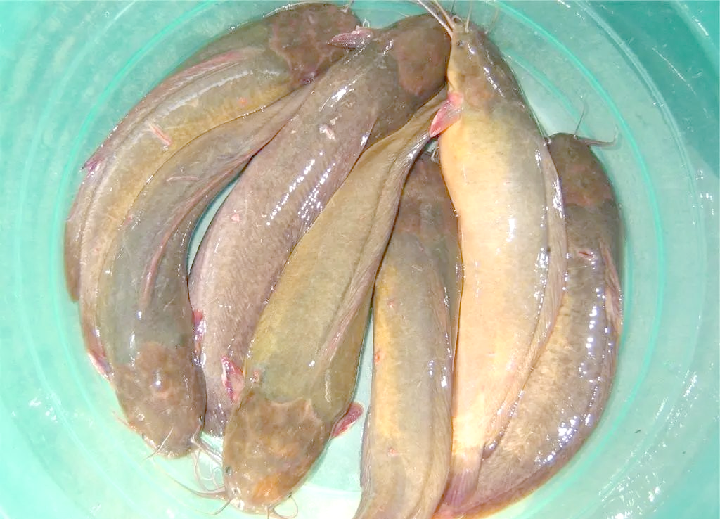 鲶鱼:餐桌上的美食佳肴与生活中的神秘生物