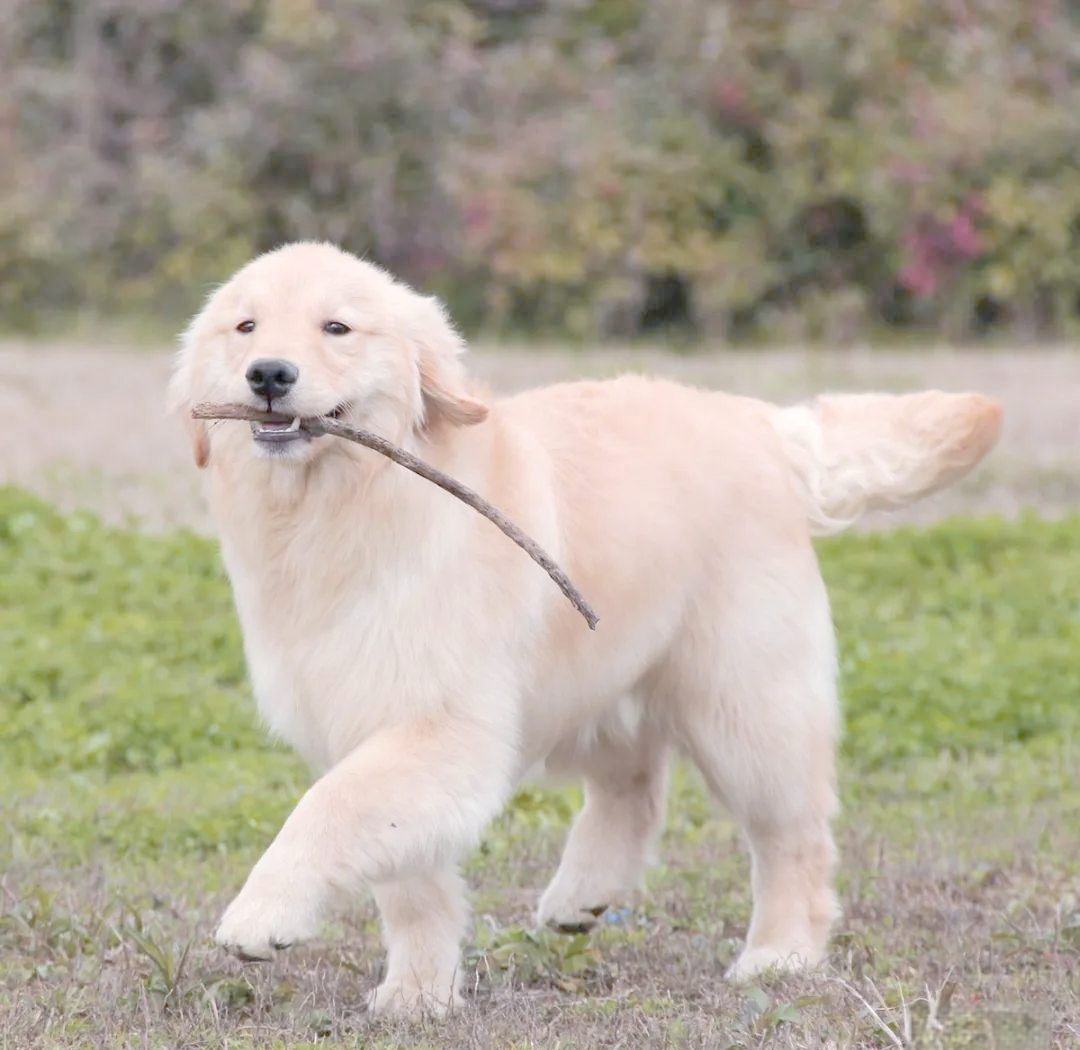 探索最温顺的狗狗品种