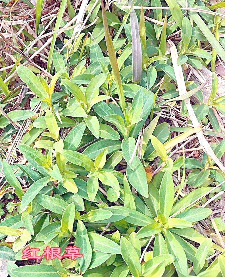 红根草(lysimachia fortunei maxim.)的多样别名与功能