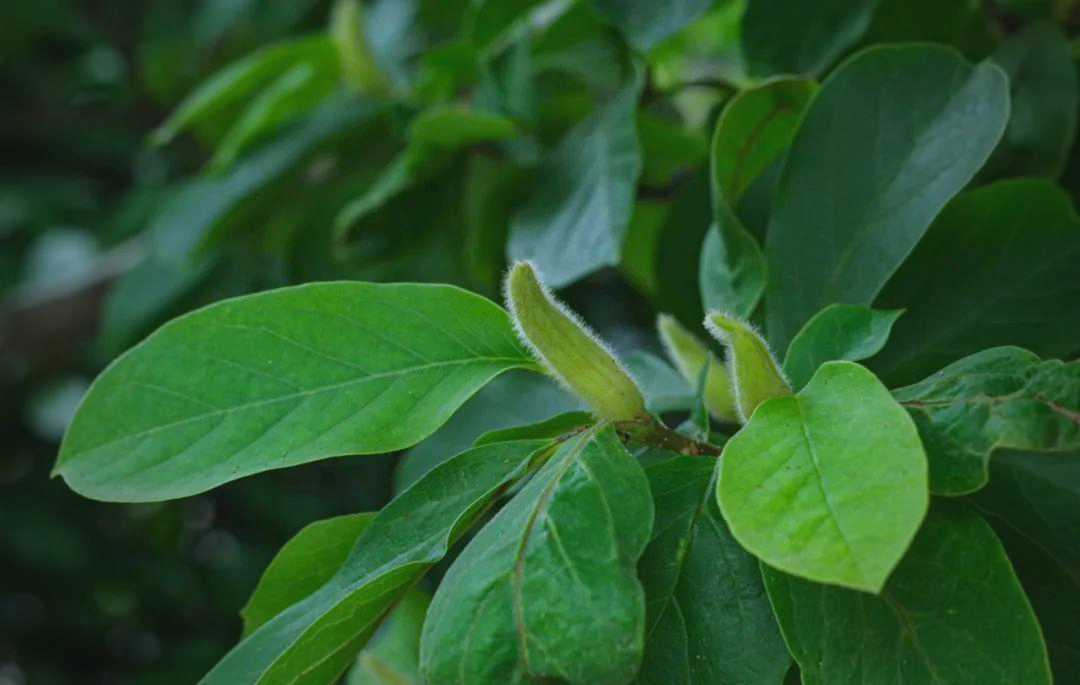 此外,紫玉兰的树皮,叶子和花蕾均可入药