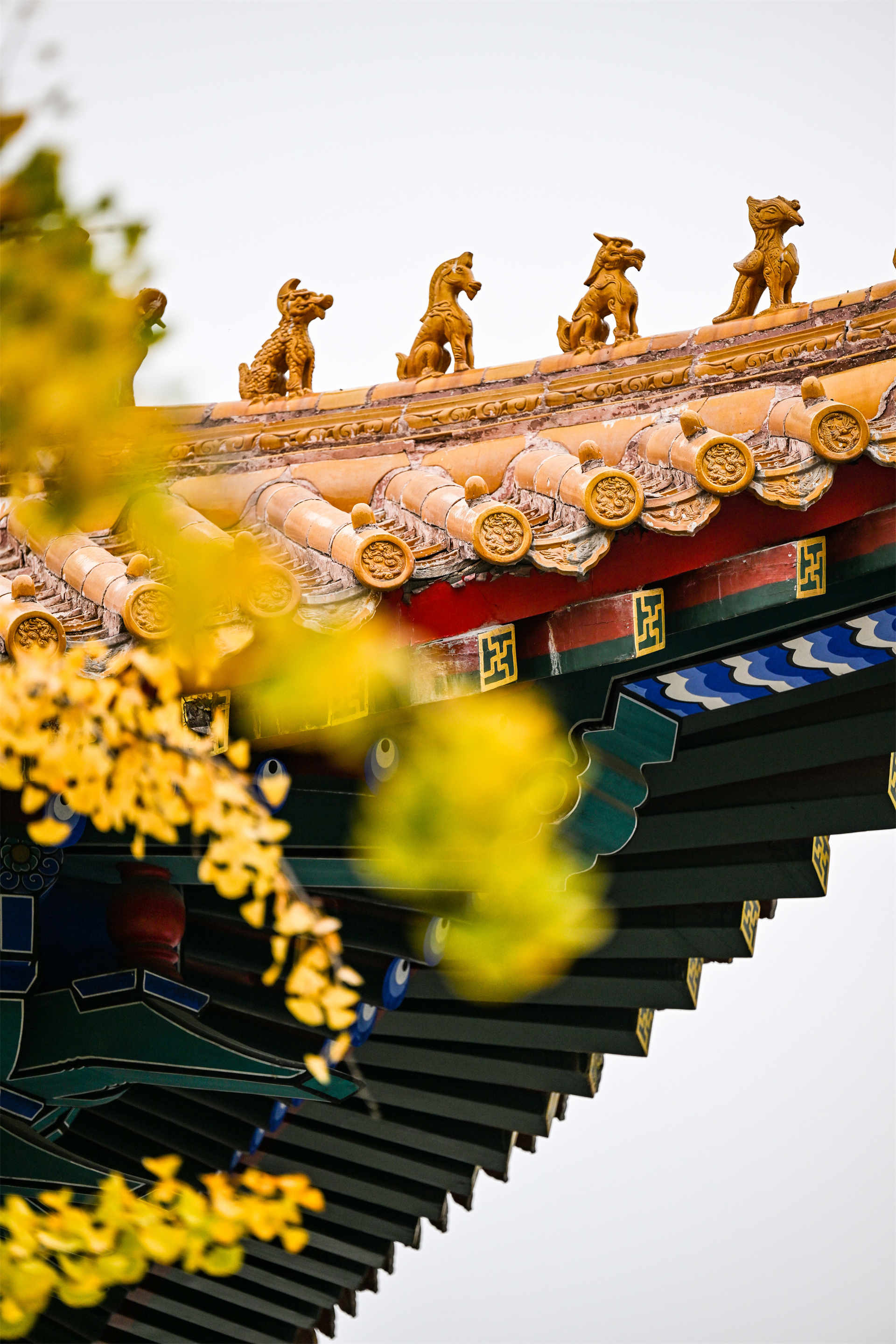 济南 | 银杏披金羽映红墙 文庙更添古风韵