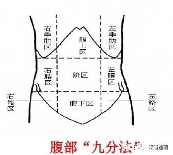 腹直肌外缘体表定位图片