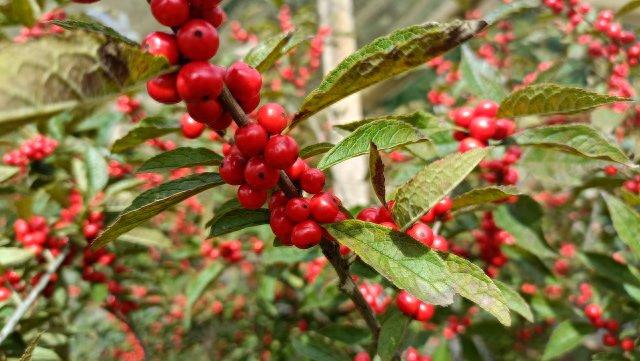 玉溪黄草坝北美冬青搭上"电商快车"销全国