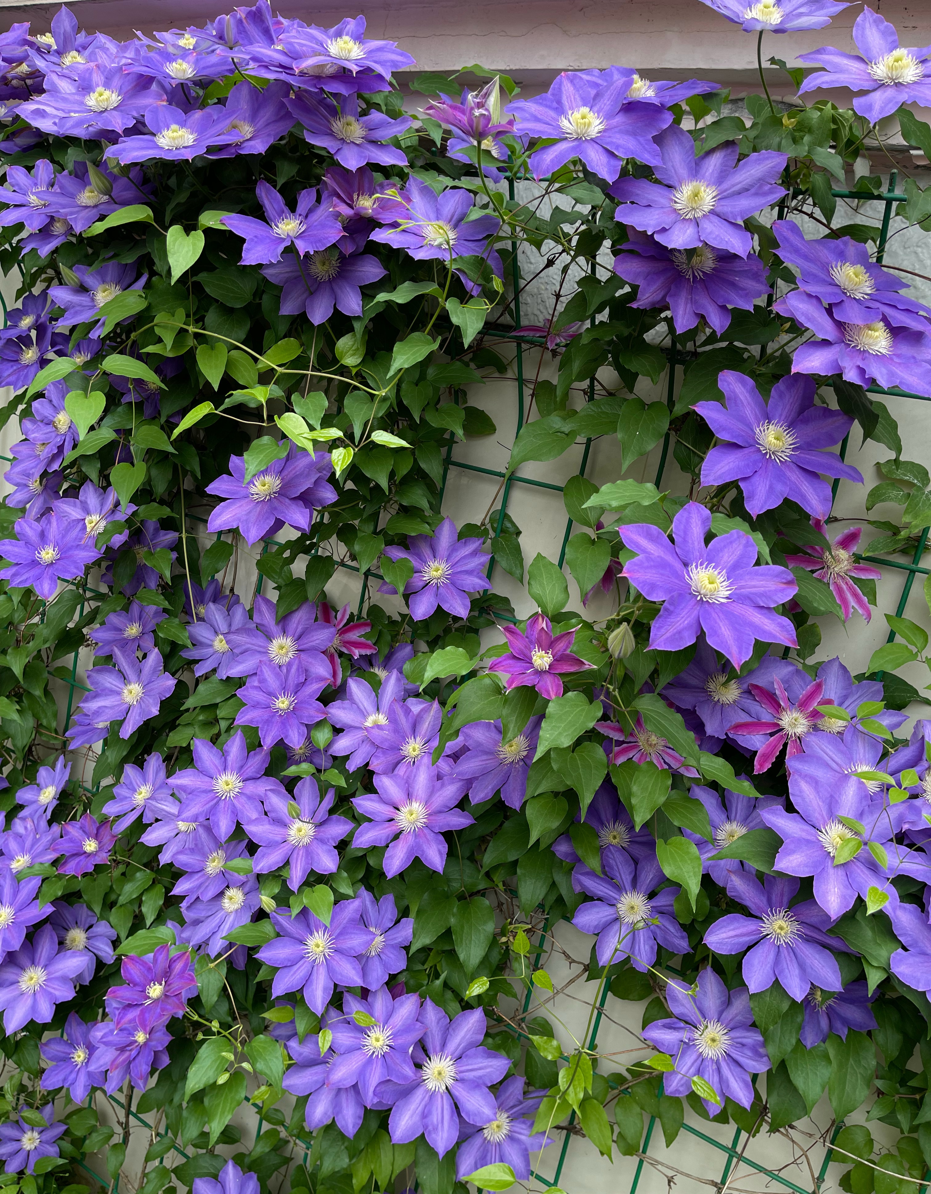 北阳台养铁线莲,就选"hf杨",耐阴好养,花大色美,多季节开花