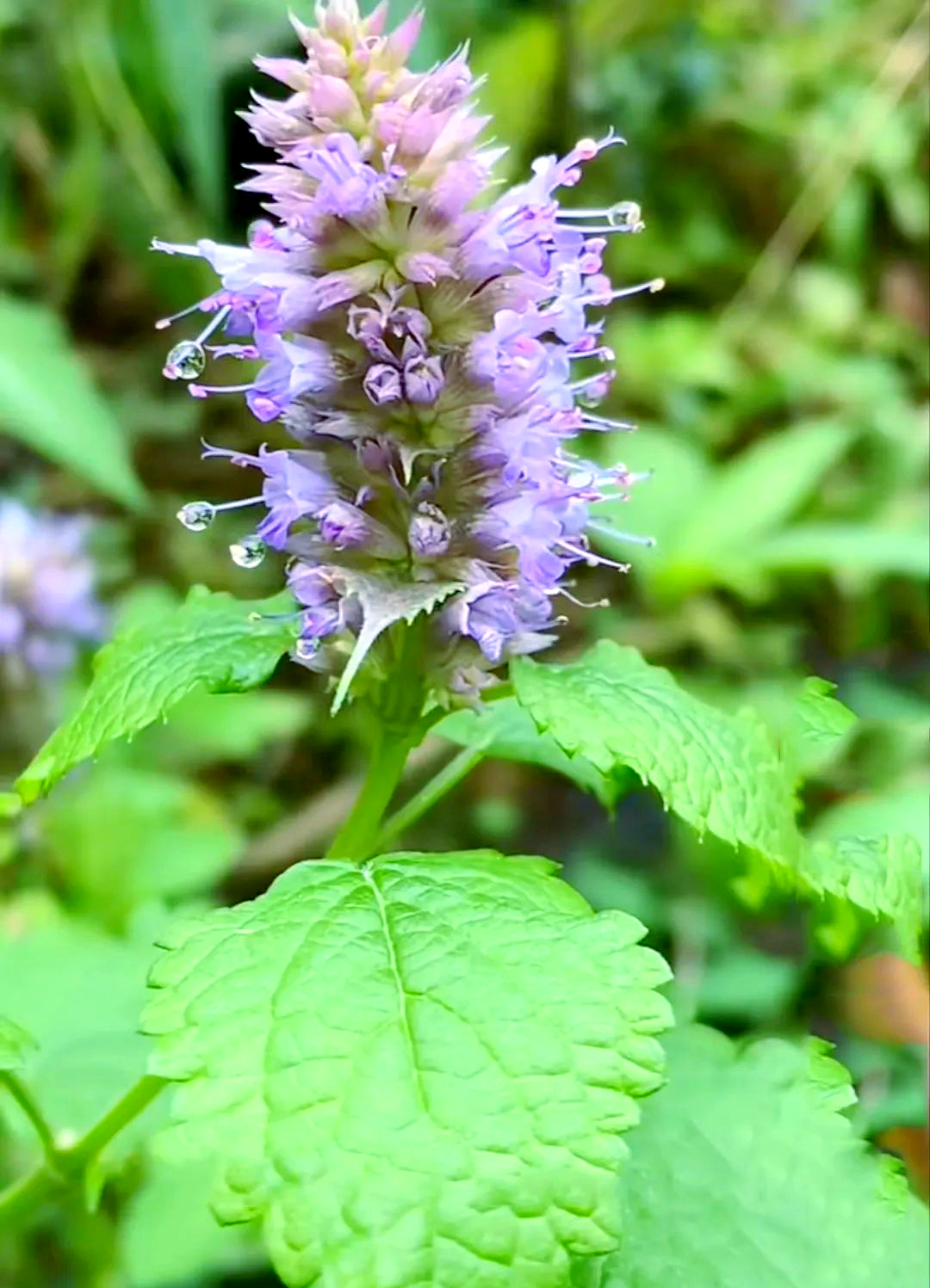 藿香种植技术要点及病虫害防治方法