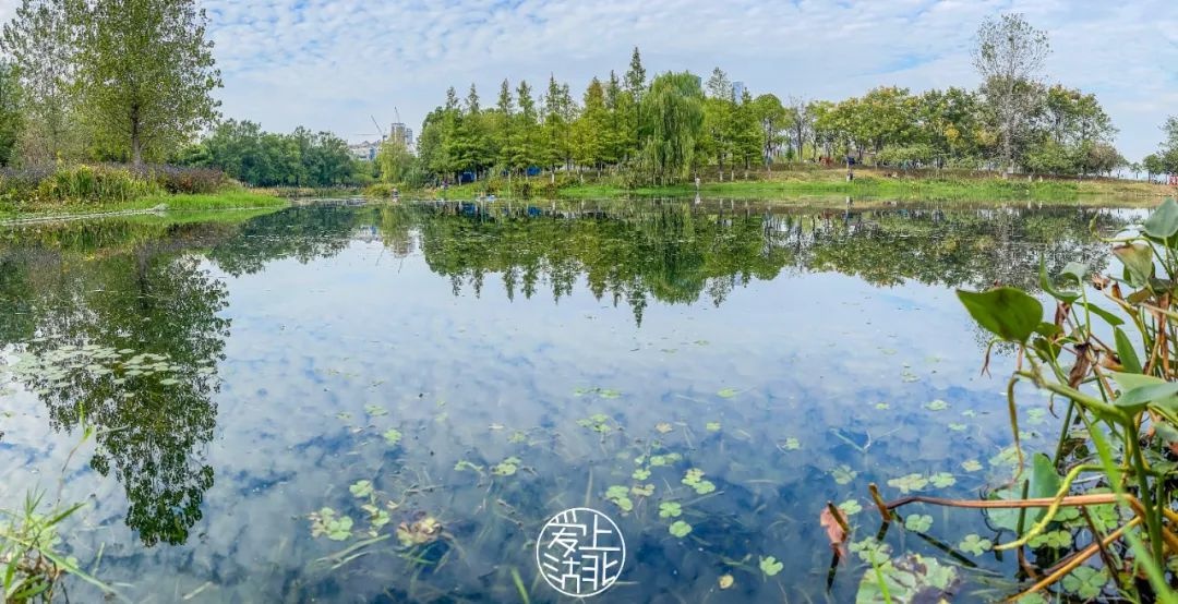 长江云:神奇的水下森林里都有啥?高清镜头为你揭秘