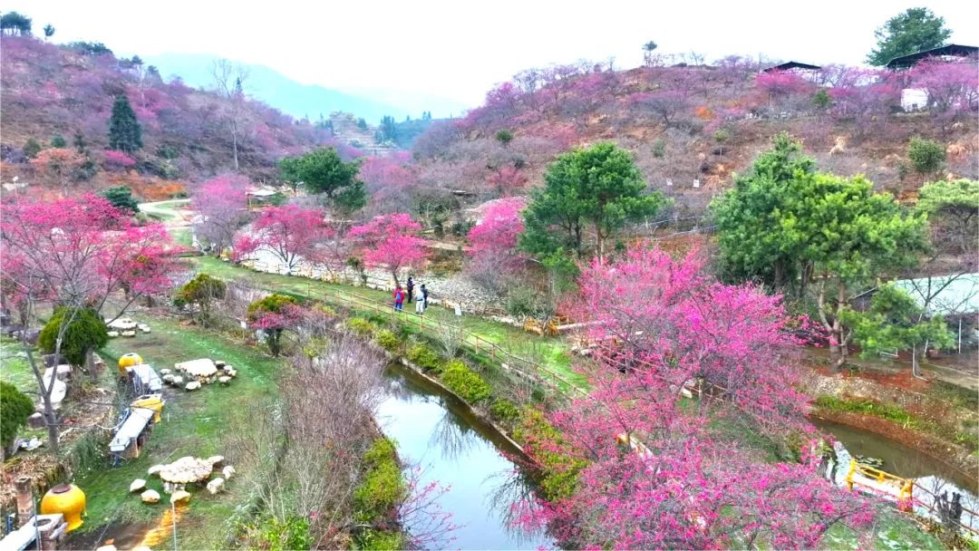 樱花开了!快来韶关看粉色花海