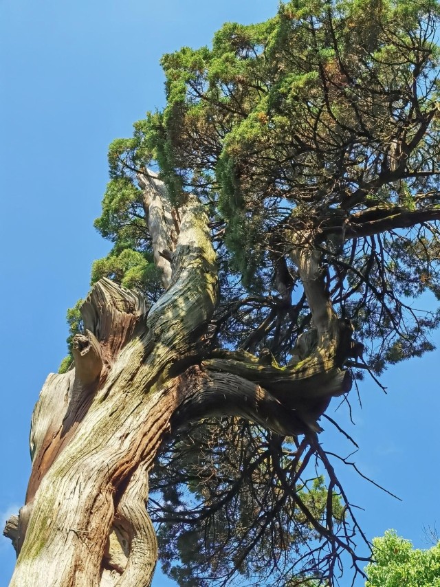 「西湖副刊」吹我庭前柏树枝
