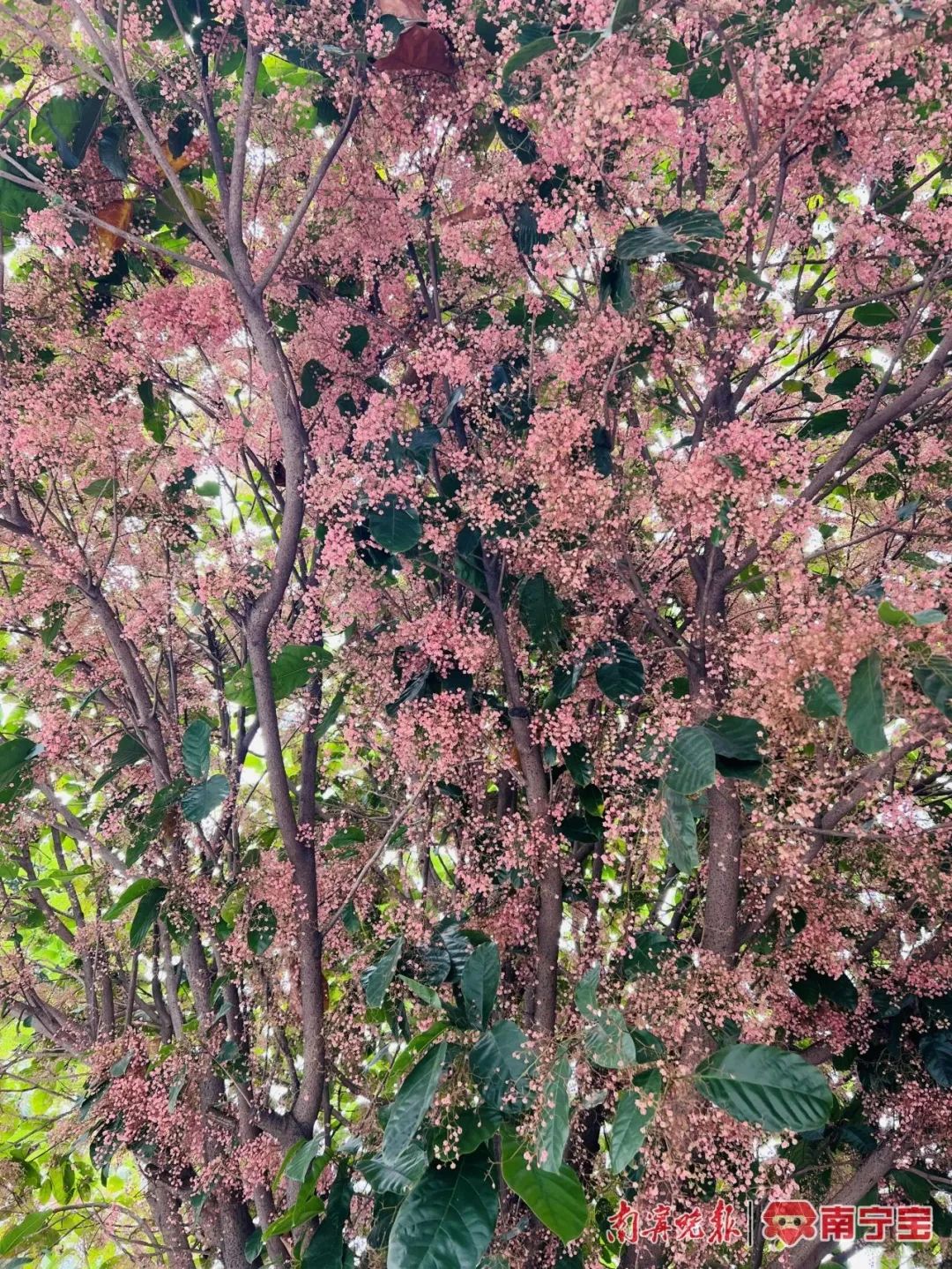 "繁星"落枝头?那是苹婆花开了