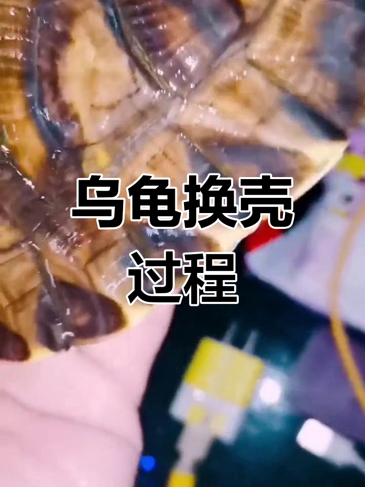 巴西龟换壳全过程揭秘