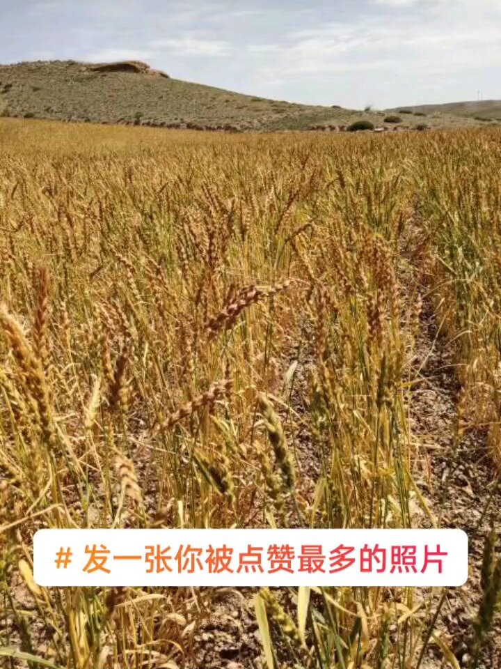 传统老品种,明清贡品旱沙地和尚头小麦即将