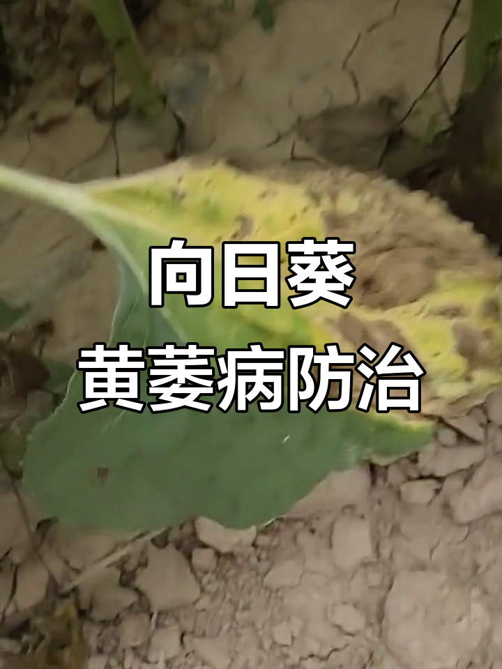 向日葵黄萎病症状解析与应对方法