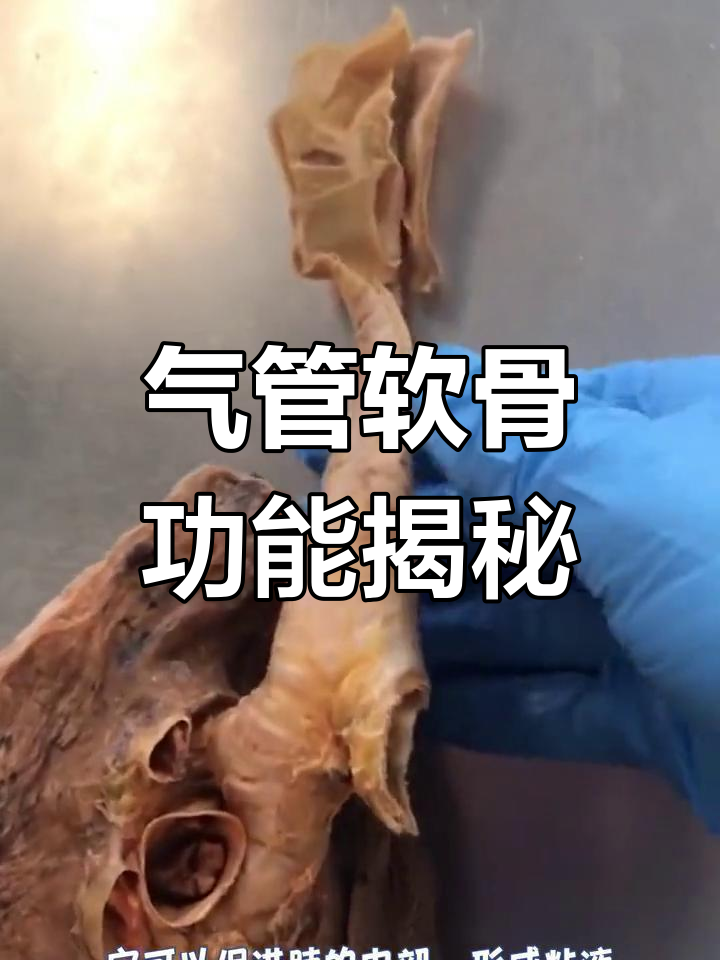 气管软骨环的秘密:如何影响肺部粘液流动?