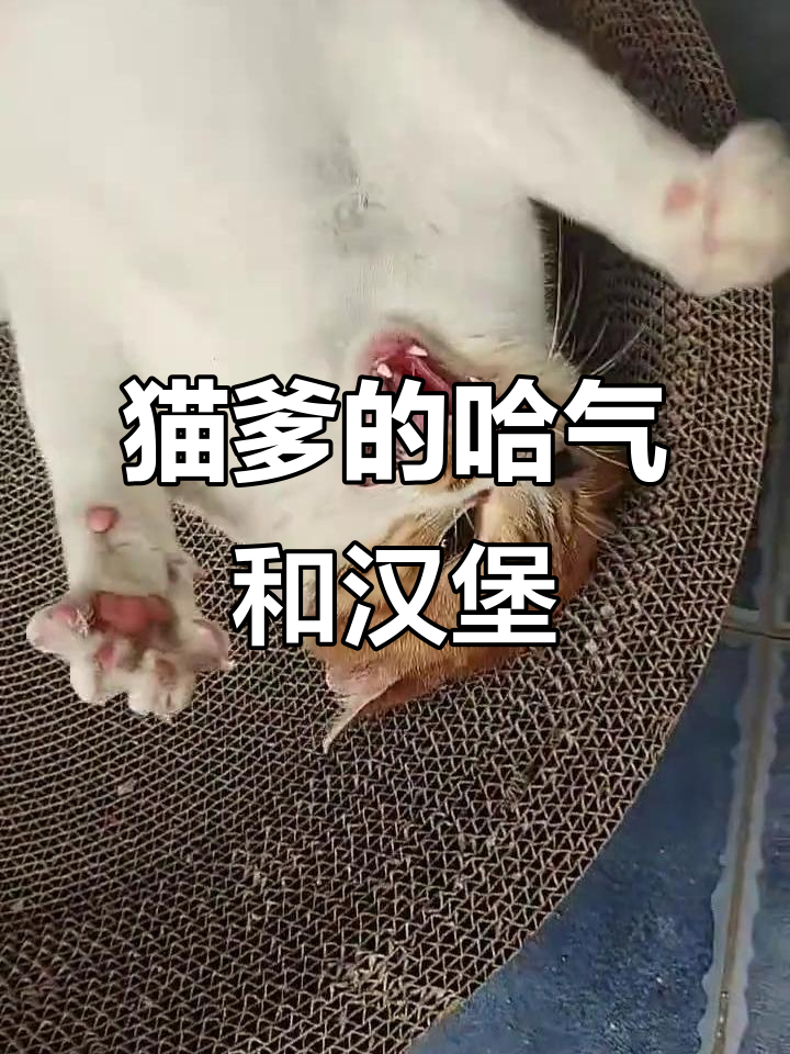 耄耋回忆录:猫爹的哈气与汉堡