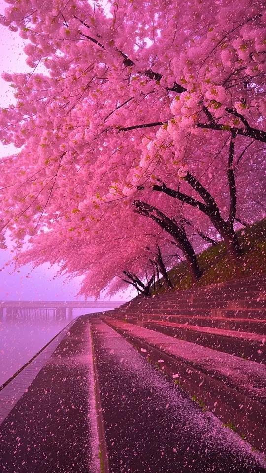 这么美的樱花雨.当然要分享给你啦