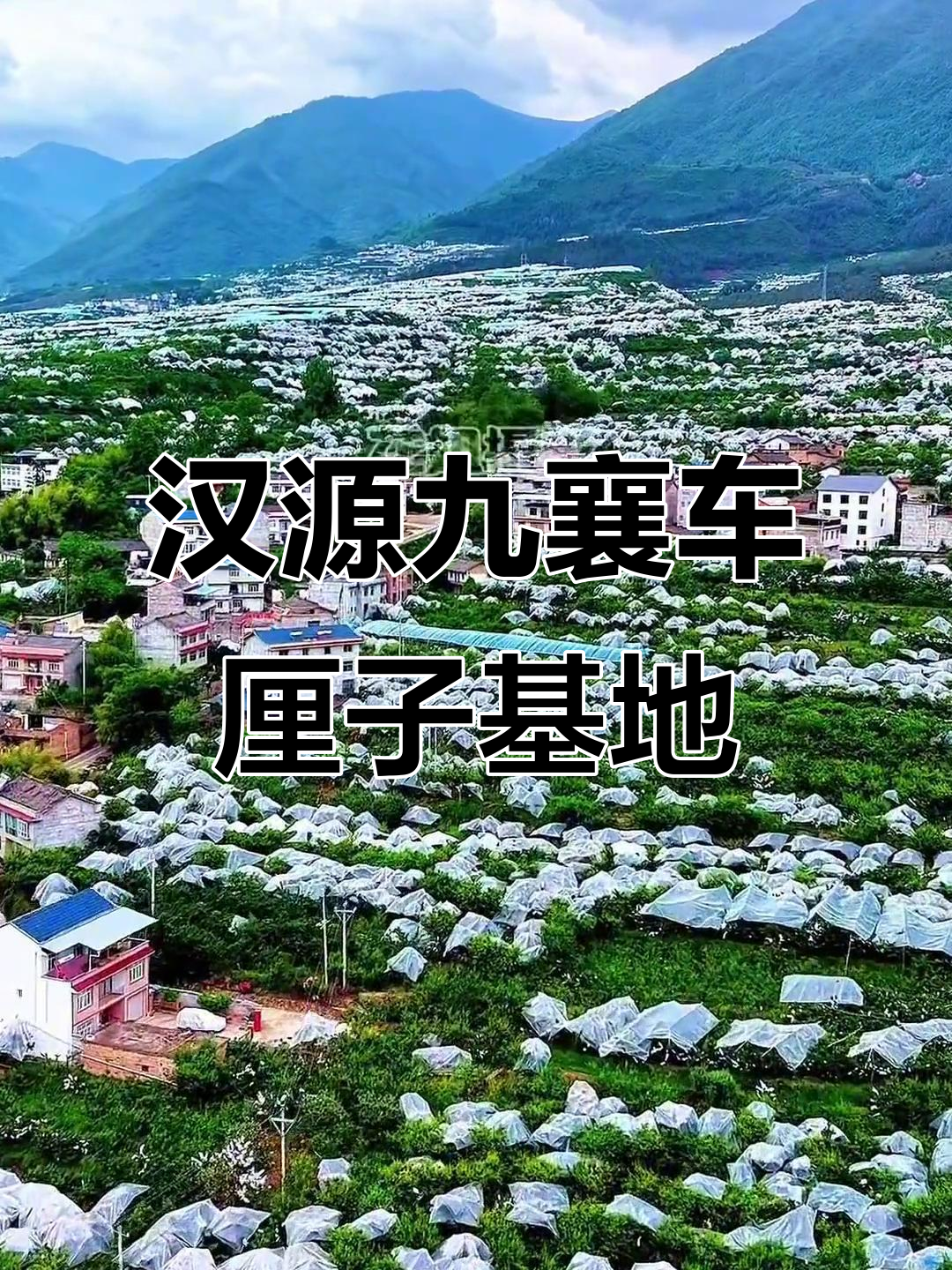 汉源九襄车厘子基地,西南最大?满山遍野的果实等你来摘