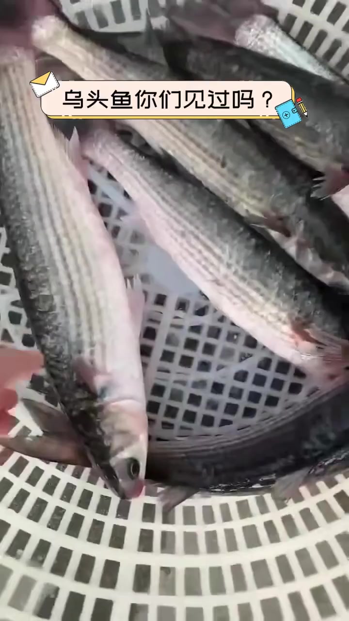 乌头鱼你们见过吗?