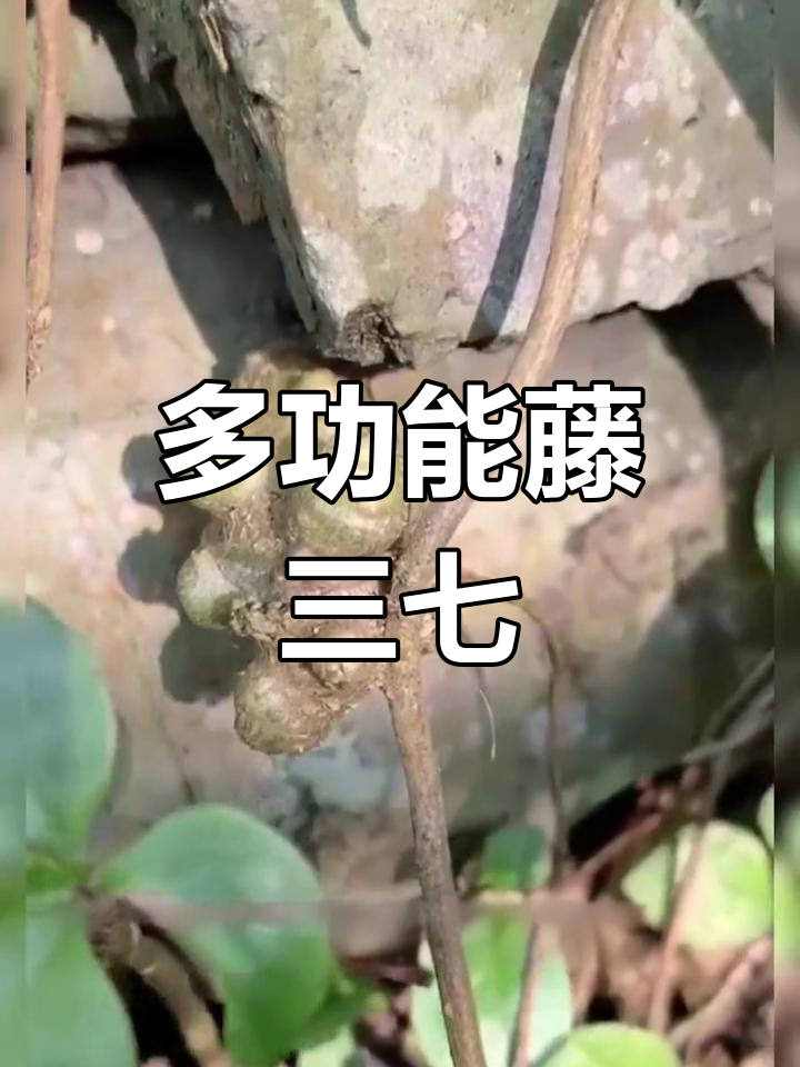 藤三七,既美观又实用,耐热易种,根块可作盆景