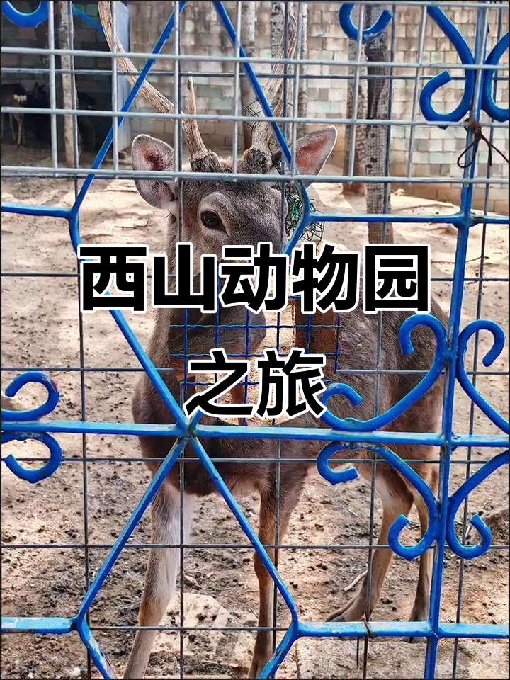 探访招远西山动物园,感受自然与动物的和谐共处