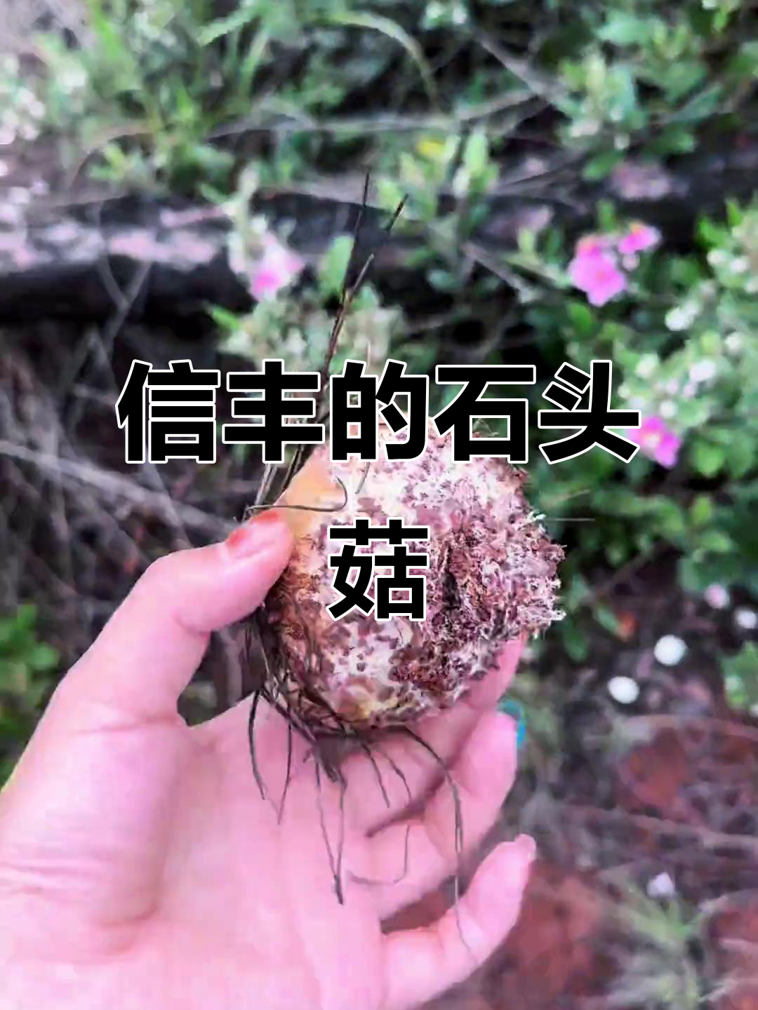 信丰石头菇大揭秘,野生蘑菇等你捡