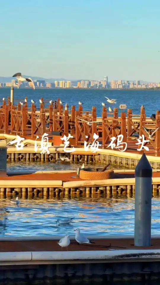 来这里邂逅日落与海鸥 古滇艺海大码头 带你去看海鸥 滇池
