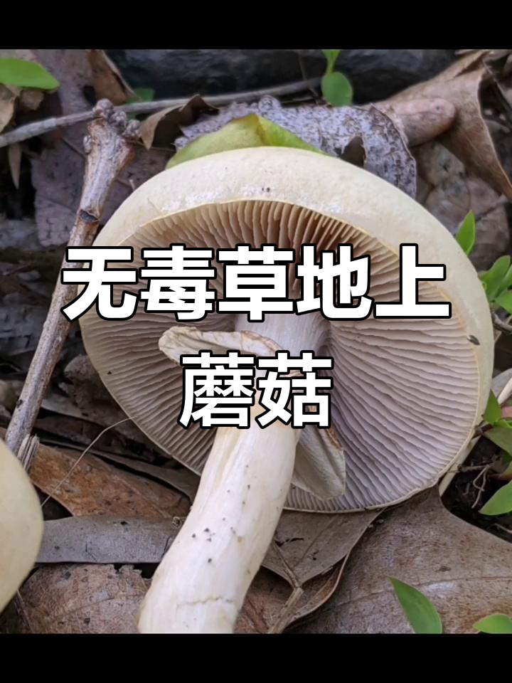 草地上的无毒蘑菇:田头菇的独特特征与生长规律