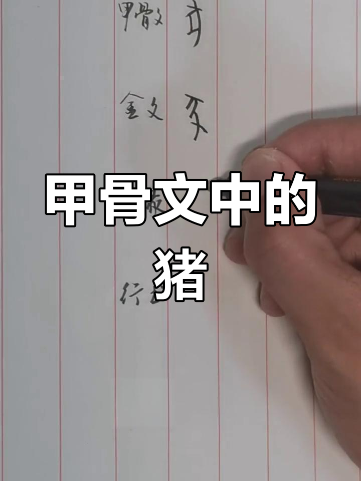 猪字的演变过程图解释图片