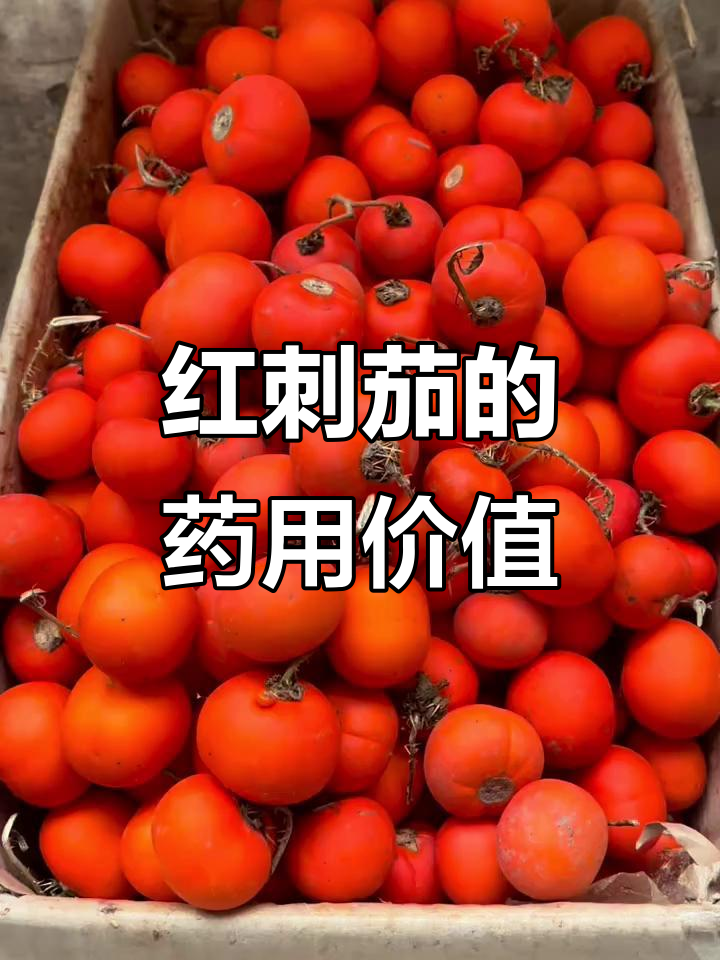 多种名称指同一种植物,红刺茄,去火止咳的野生果实