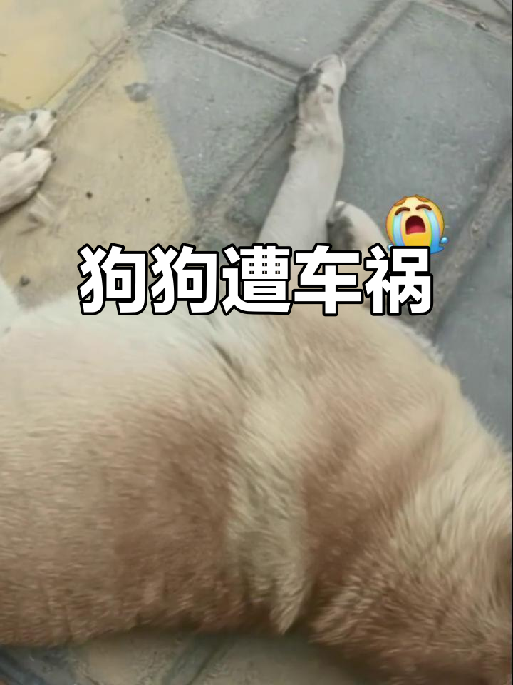 狗被车压,主人心急如焚却无能为力
