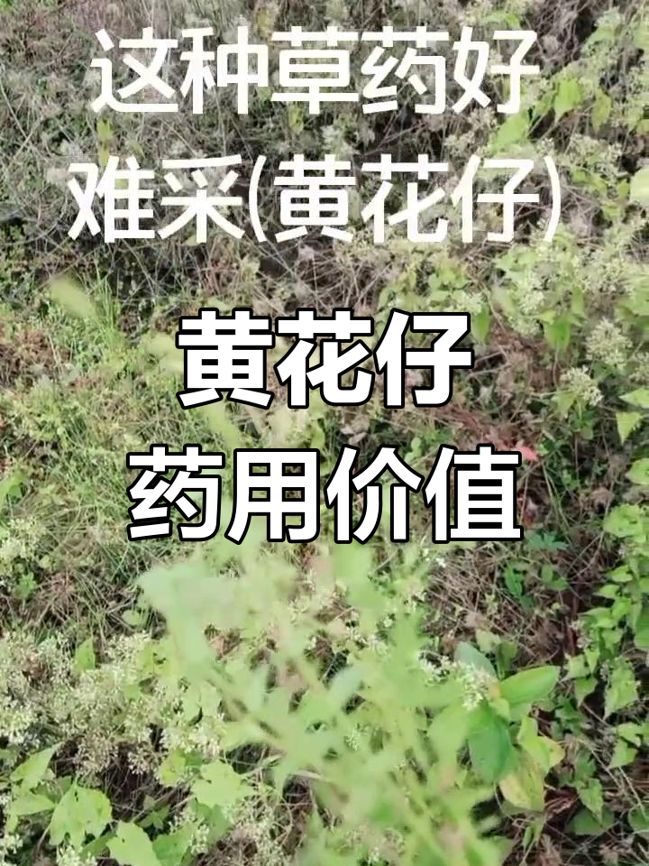 药用草药黄花仔图片图片