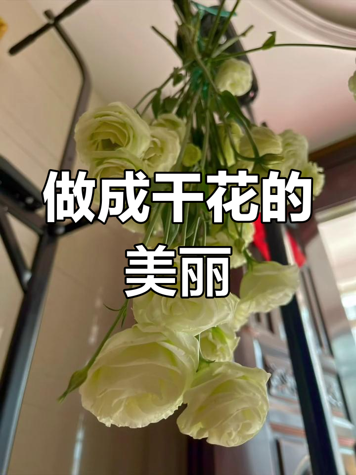 绿色洋桔梗干花制作,浪漫永存!