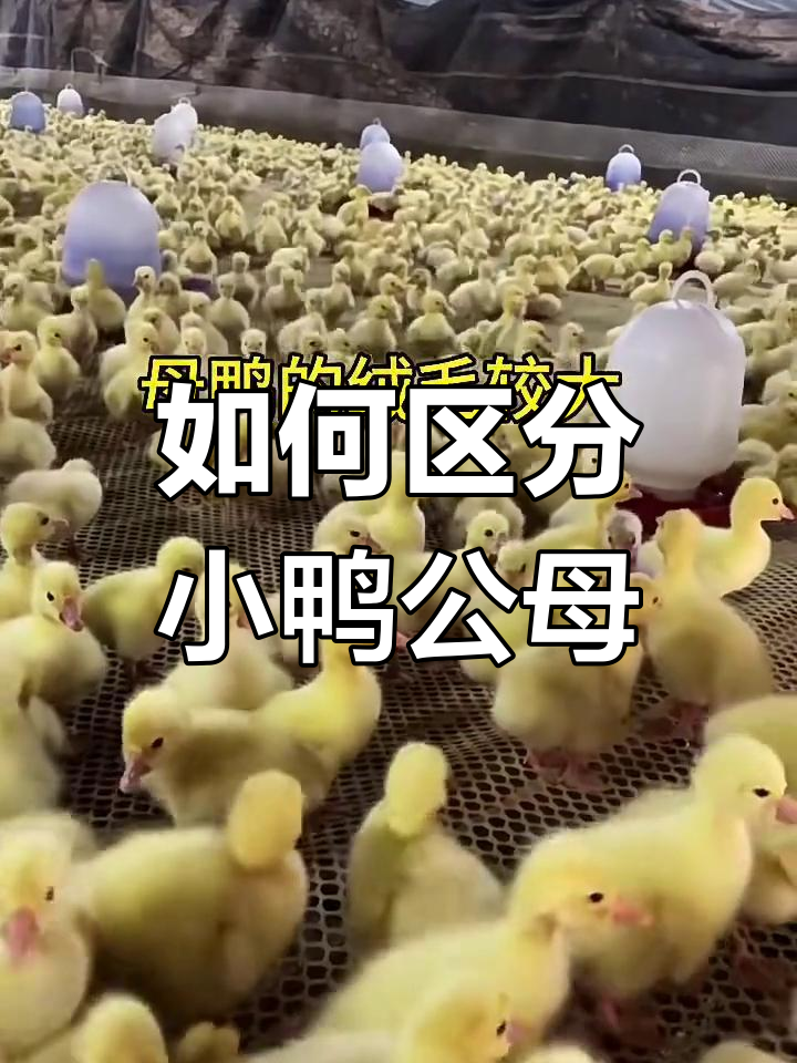 小鸭子公母分辨技巧,一看就懂