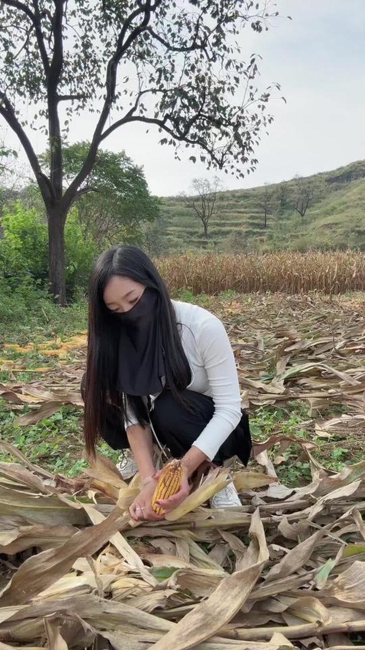 收秋啦,一起体验掰玉米的农村生活