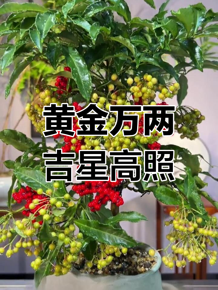 黄金万两盆栽,寓意吉祥富贵,四季常绿香气扑鼻