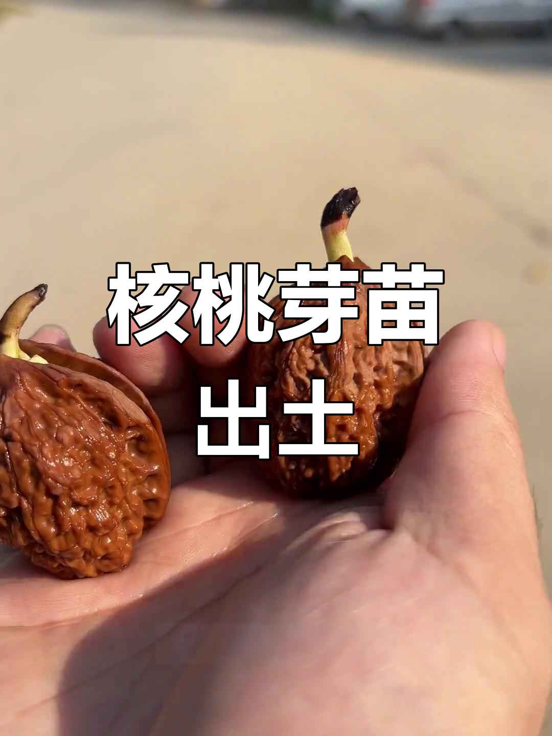 小小花园里的核桃发芽,原生树种真可爱