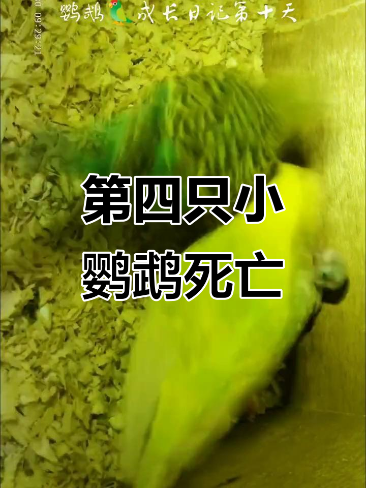 小鹦鹉被母鸟踩死,两个蛋也难保孵化