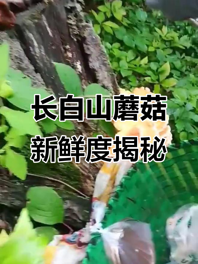 长白山野生树鸡蘑:新鲜与不新鲜的对比