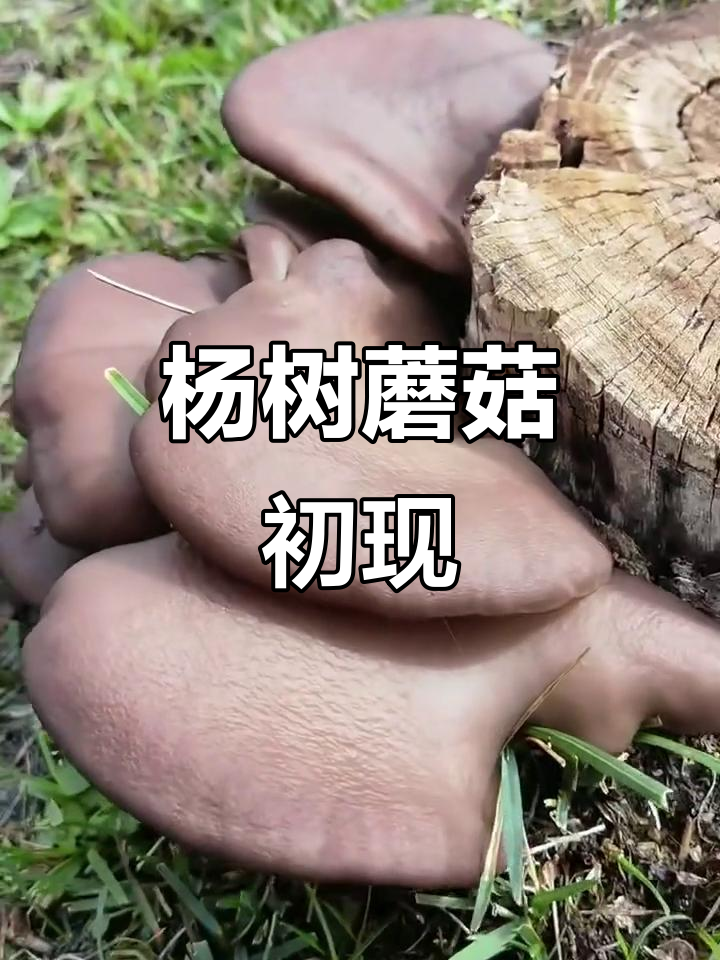 2025年秋季第一朵杨树蘑菇,嫩滑如宝