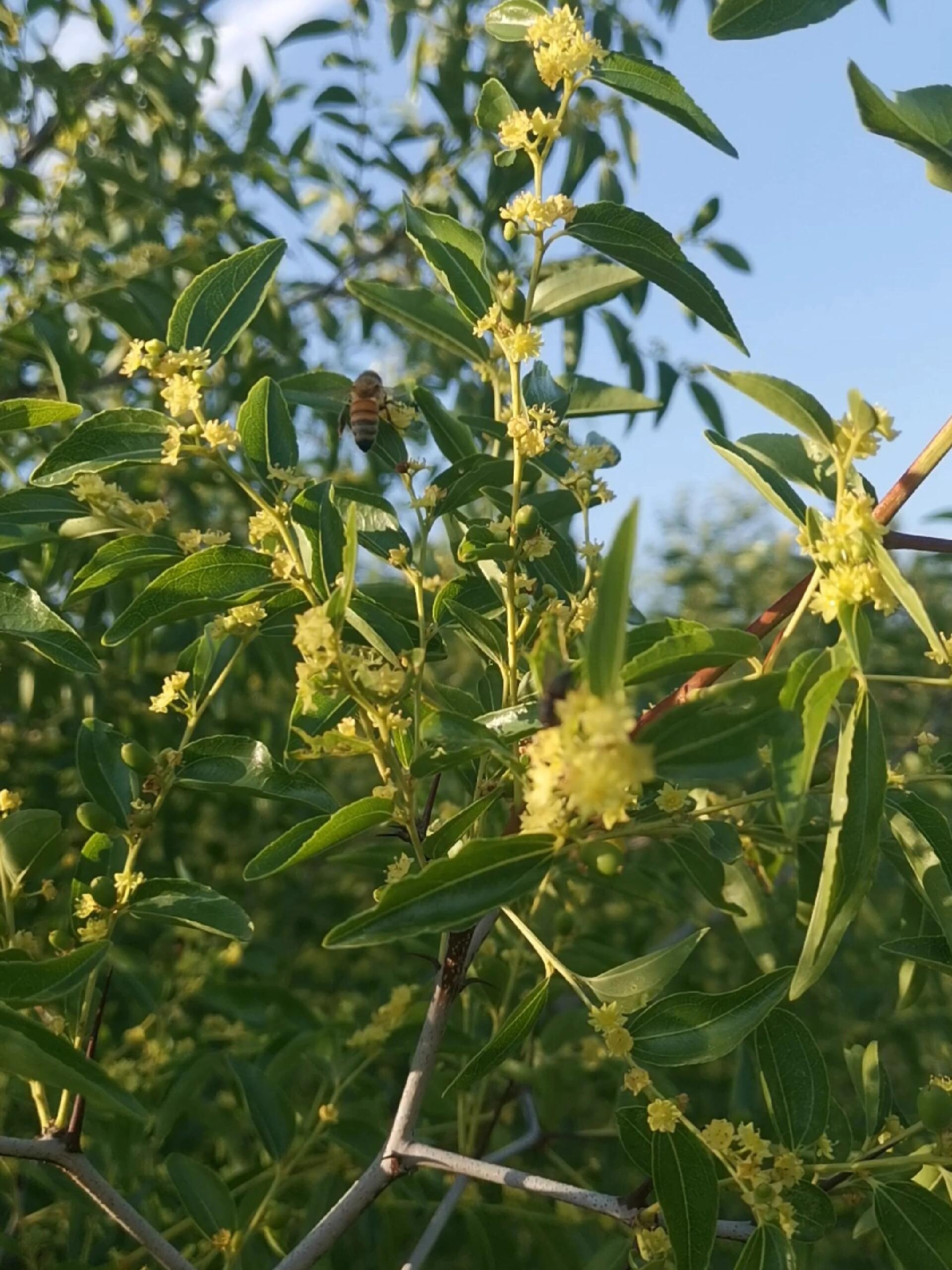 枣树几月份开花图片