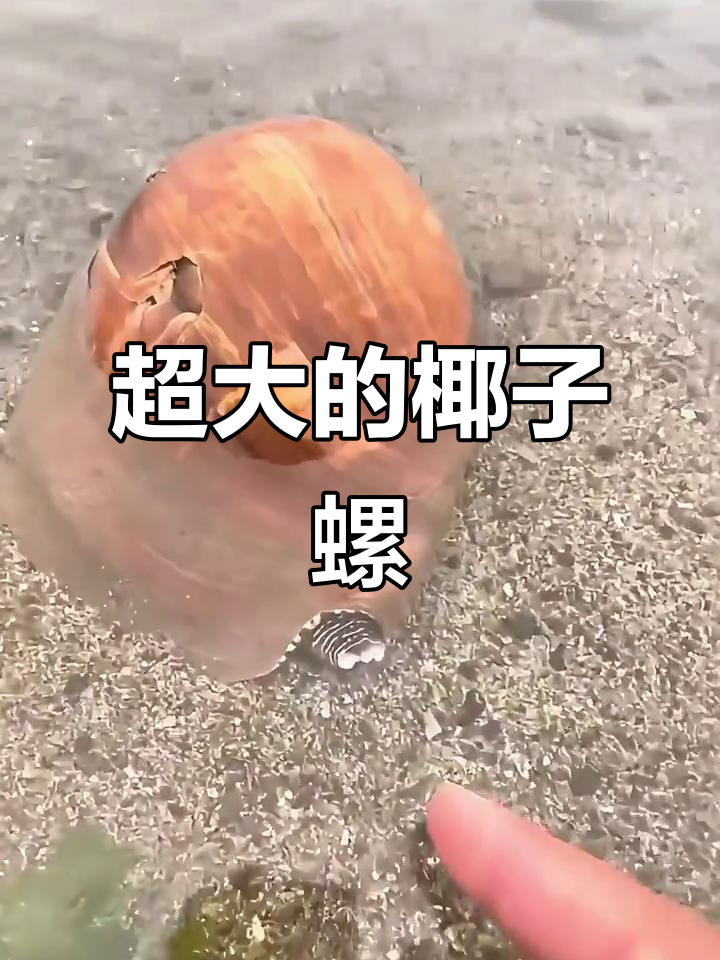 发现超大椰子螺,重达五六斤!赶海收获满满