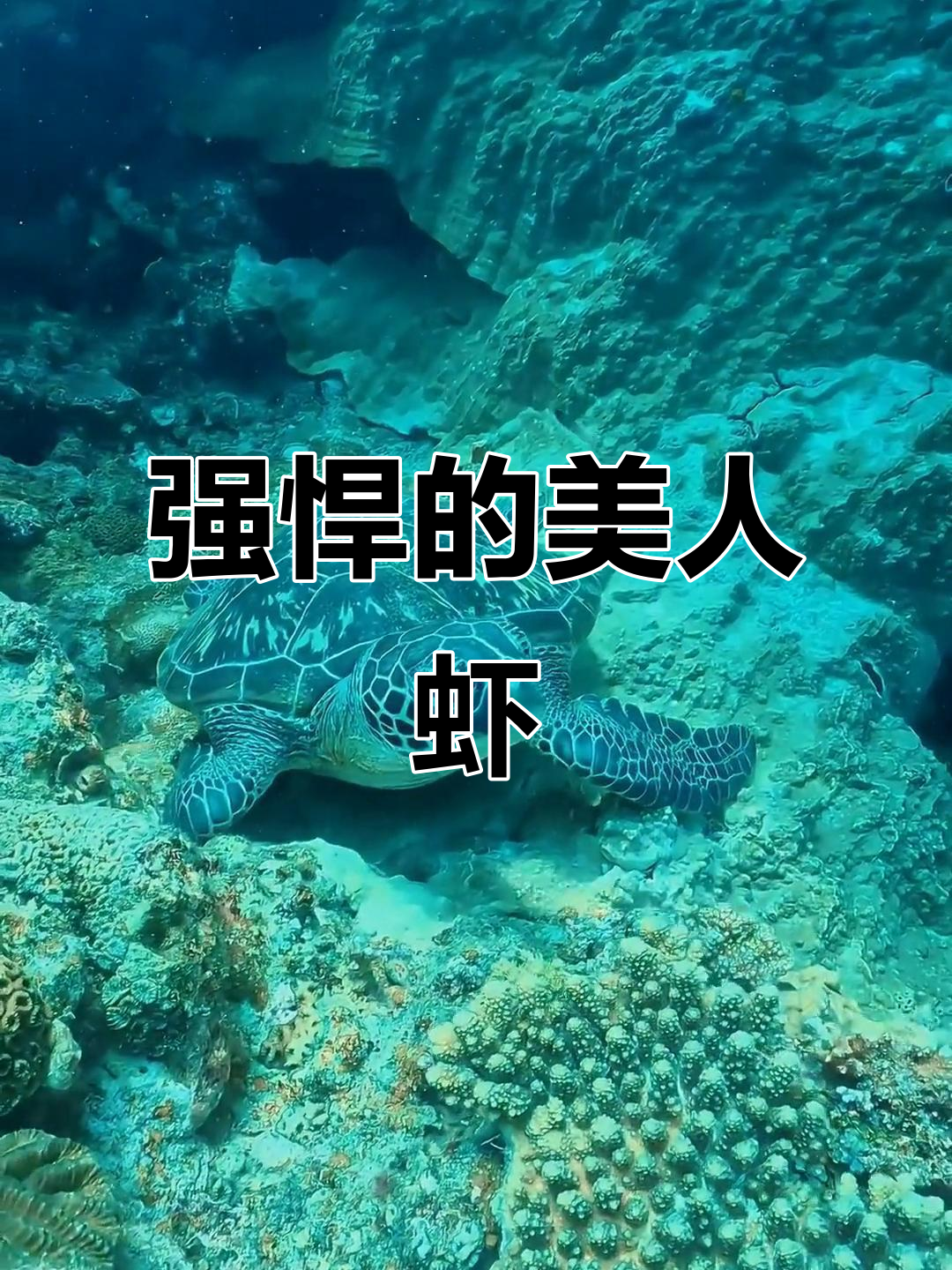 美人虾,强健凶猛的观赏虾,与大型鱼和谐共处