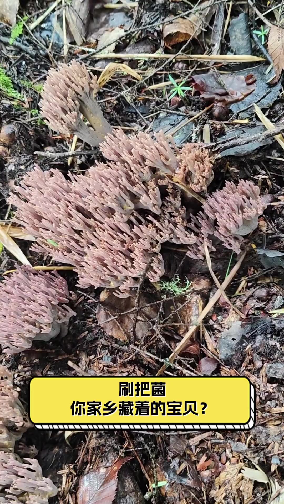 刷把菌,你家乡藏着的宝贝?