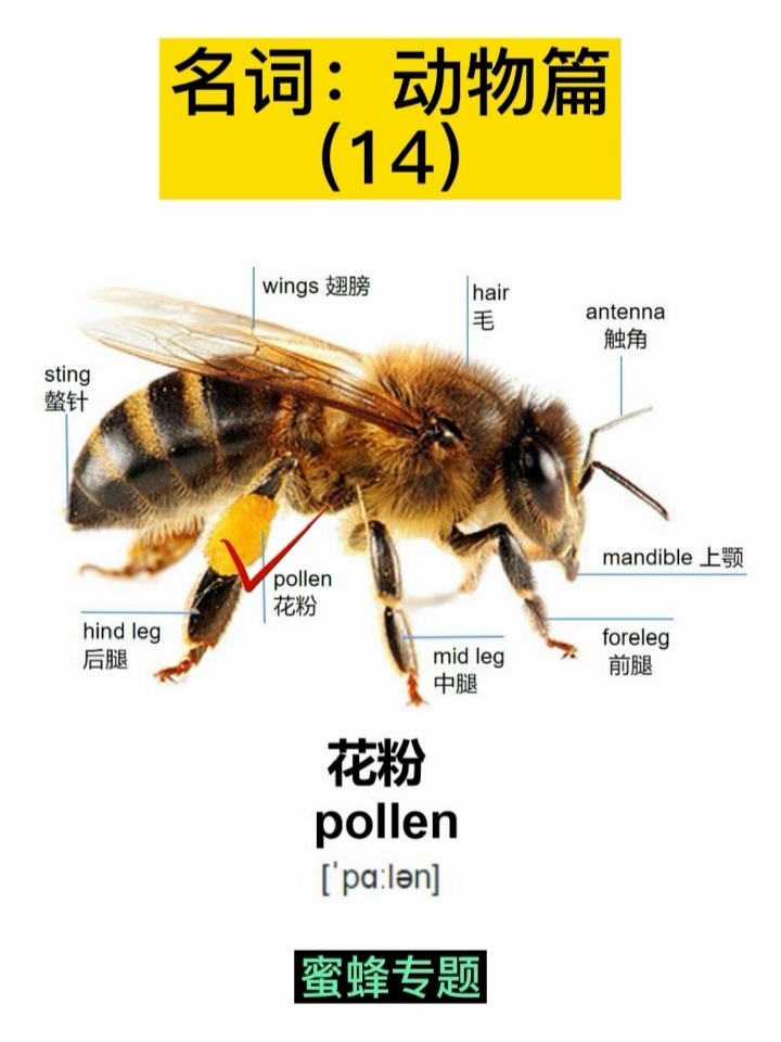蜜蜂各个部分,英语都怎么说?